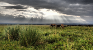 A picture containing grass, sky, outdoor, field

Description automatically generated