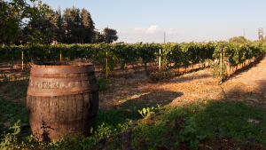 Sustainable Wines on Our List – Winter 2022/23
