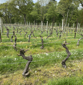 Nyetimber - an English winemaker, like no other!