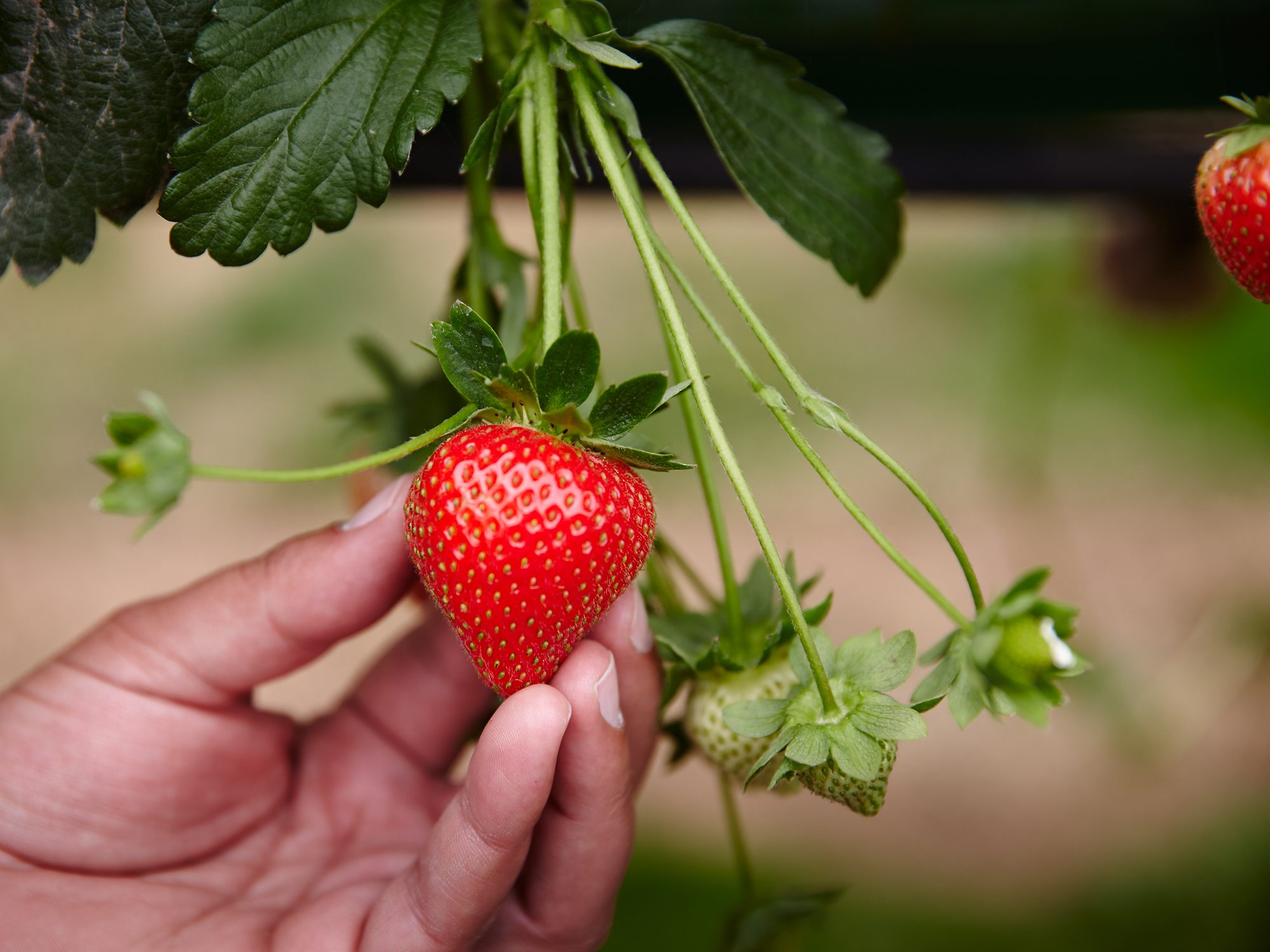 English grown strawberries from Newlands Farm