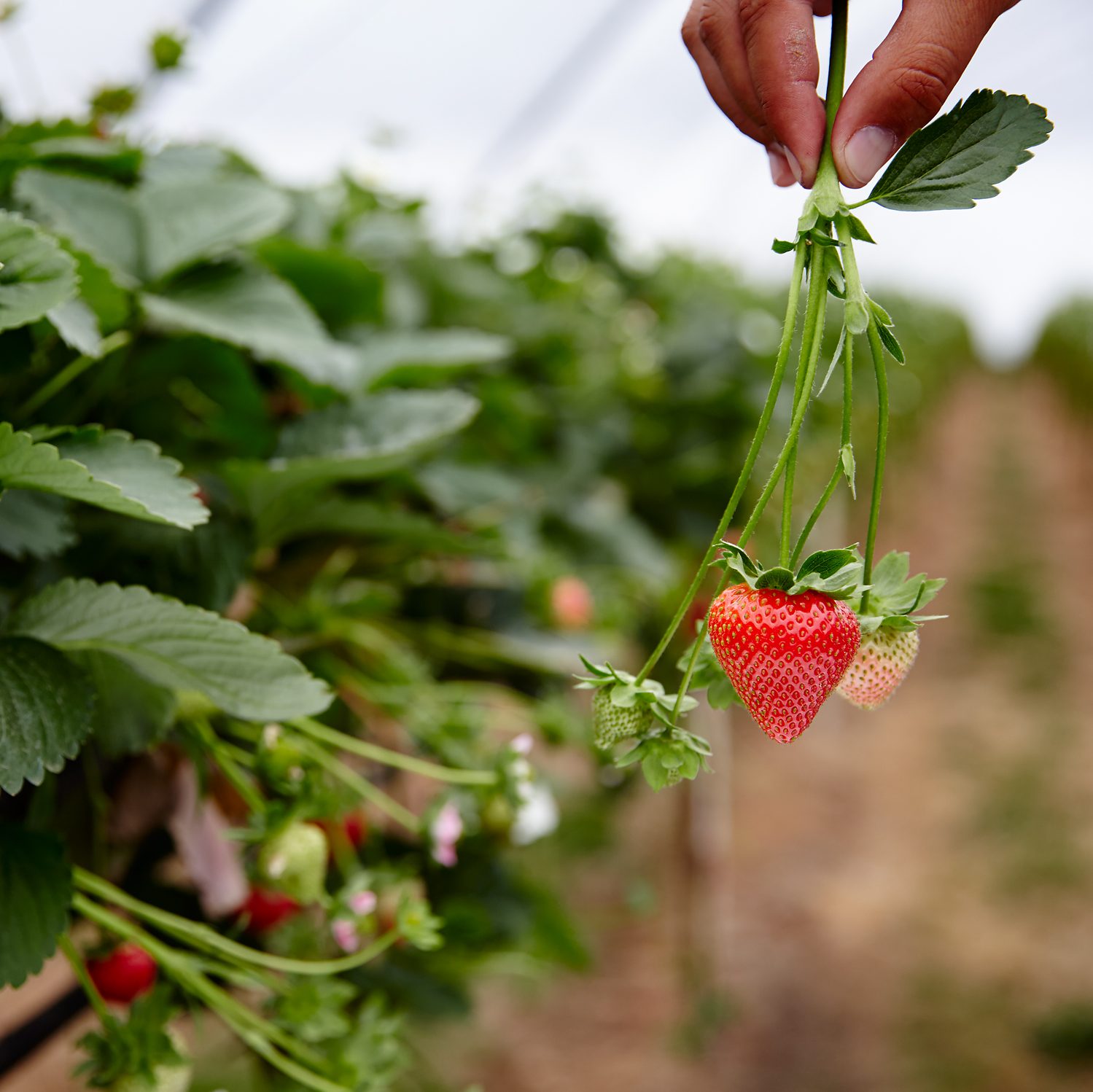 English grown strawberries from Newlands Farm